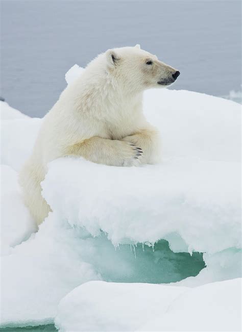 Polar Bear On Ice Pack High Arctic Photograph by Darrell Gulin - Pixels