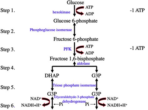 Glycolysis Diagram