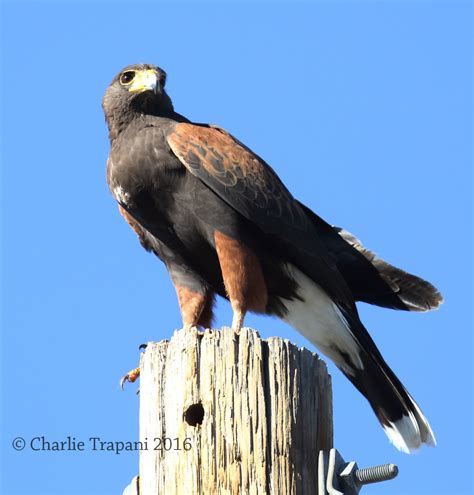 Harris’s Hawks – CPT Pix