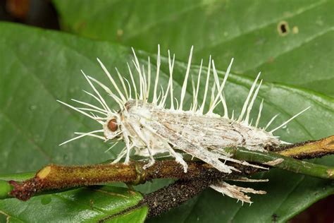 Cordyceps Fungus Infecting Moth Photograph by Dr Morley Read - Fine Art ...