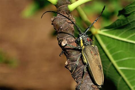 Batocera Rufomaculata Beetle Photograph by Photostock-israel/science ...