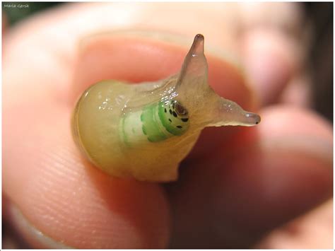 a snail with parasites inside, by Maria Gersh | Paws, tails and beaks ...