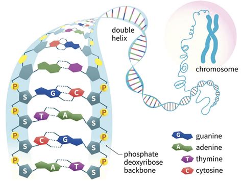 What Is The Basic Shape And Makeup Of A Nucleotide | Saubhaya Makeup