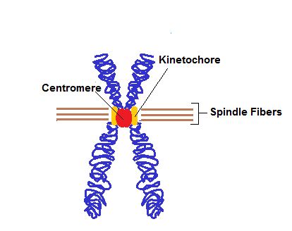 Centromere Structure