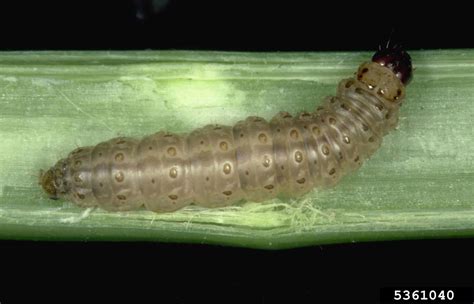 Corn Borer Control - Information On Corn Borer Treatment And Prevention ...