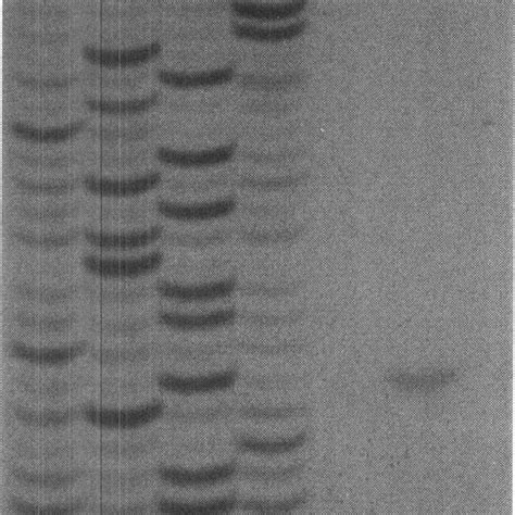 Northern blot hybridization of RNA isolated from C. beijerinckii NCIMB ...