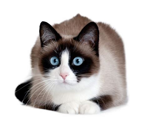 Snowshoe Cat Breed: A Brief Guide | Blog - Cattitude