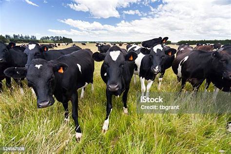 Sapi Perah Berdiri Di Ladang Berumput Foto Stok - Unduh Gambar Sekarang ...