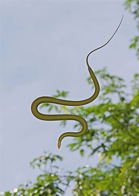 Flying snake | Habitat, Flight, & Facts | Britannica