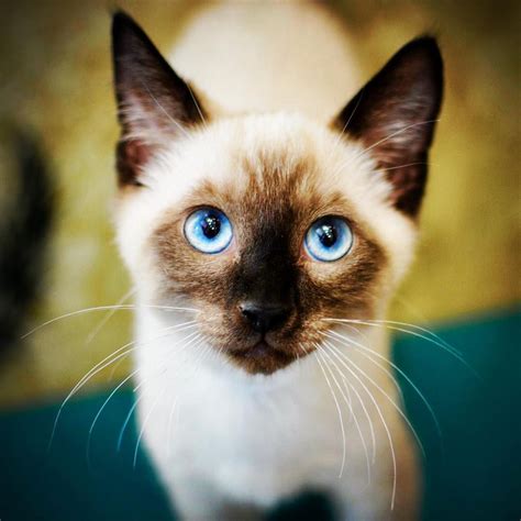 7 Fascinating Facts About Siamese Cats