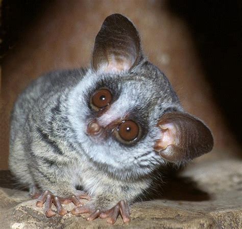 Galagos senegalensis