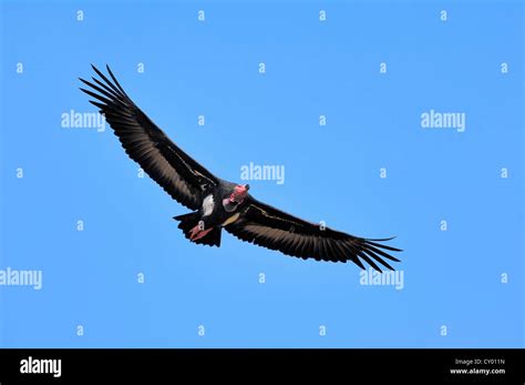 Red headed vulture hi-res stock photography and images - Alamy