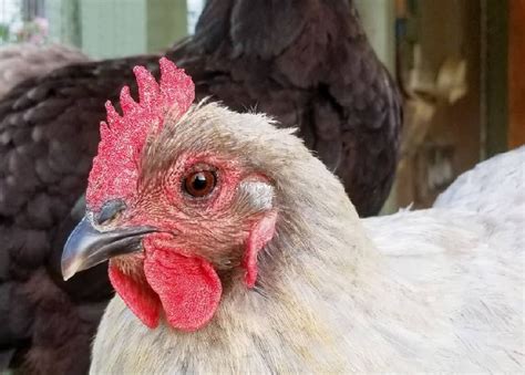 Fowl Pox Virus | Prevention and Treatment for Backyard Chickens - Fresh ...