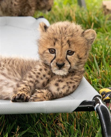 Vote to Name Our Cheetah Cubs! - Zoo Guide