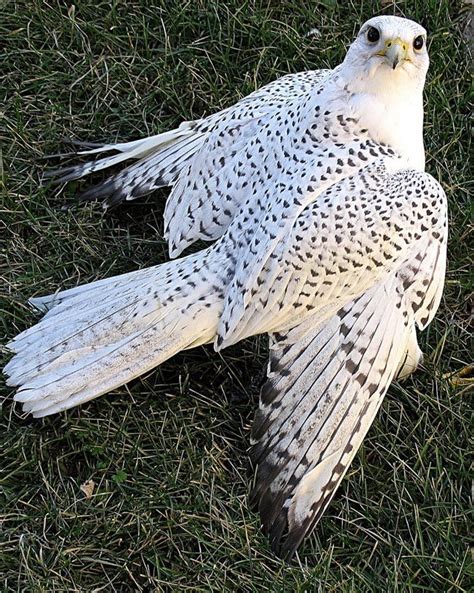 Gyrfalcon (Falco rusticolus), white morph - Accidental in PA ...