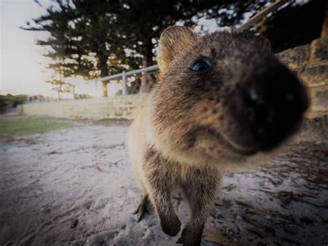 Quokka: Habits, Diet and Other Facts