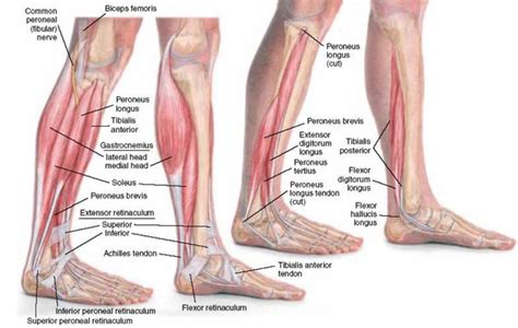 Developing Strength & Stability in the Foot, Ankle, and Lower Leg ...