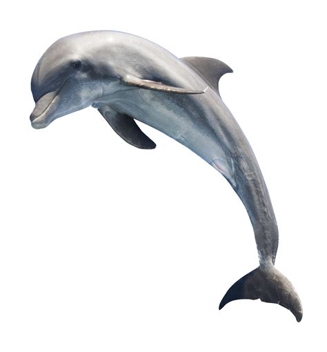 Common bottlenose dolphin Whale - Dolphin png download - 1208*1301 ...