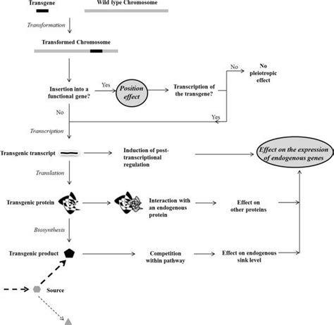 A schematic overview of the possible position and pleiotropic effects ...