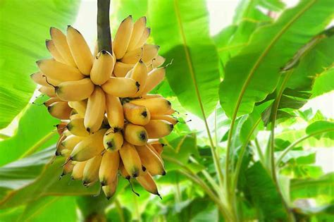 How to Overwinter Banana Plants | Gardener’s Path