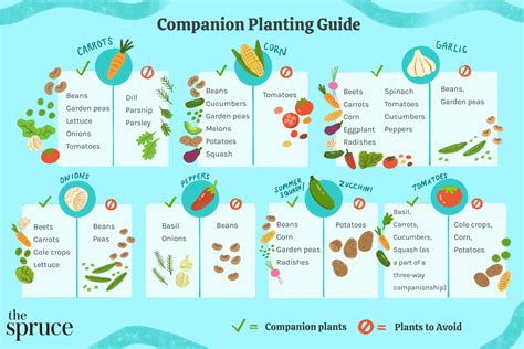 Square Foot Garden Companion Planting