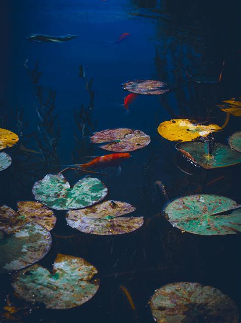 will koi fish survive the winter in an outdoor pond.