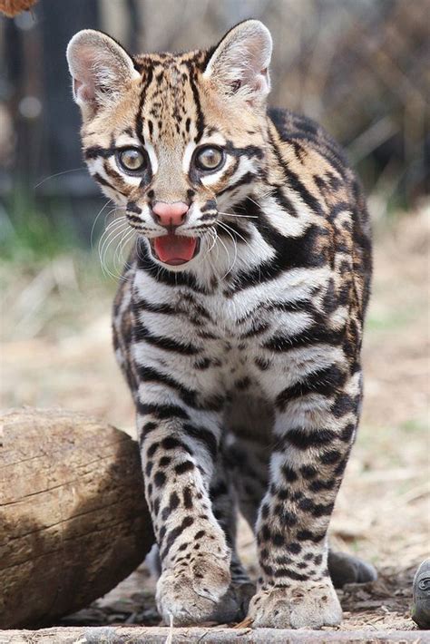 17+ best images about *** OCELOT + MARGAY *** on Pinterest | Terry o ...