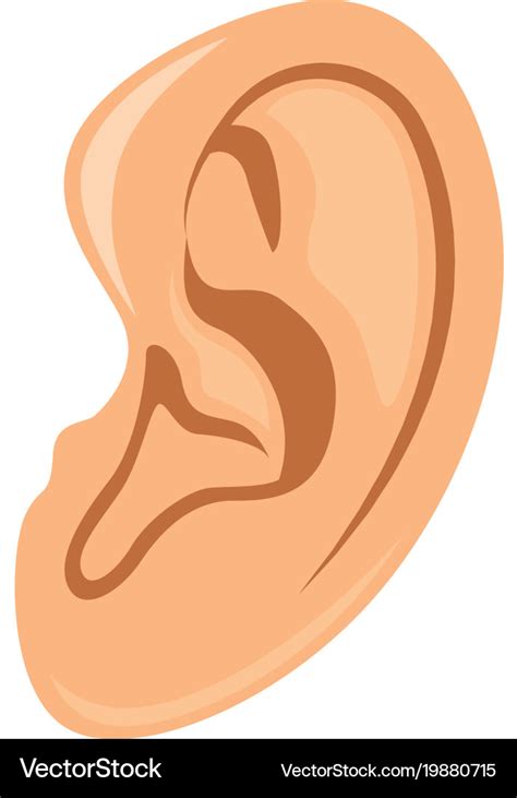 Ear Royalty Free Vector Image - VectorStock