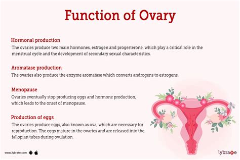 Ovary (Human Anatomy): Picture, Function, Diseases, Tests, and Treatments