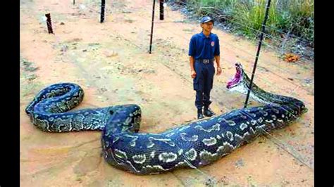 WELCOME TO REETAHS BLOG: MYTHS ABOUT ANACONDAS