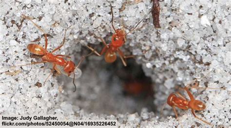 Types of Ants With Identification and Pictures (Identification Chart)