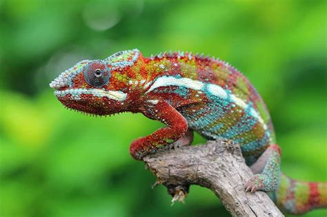 50 Colorful Chameleon Facts To Fascinate You - Facts.net