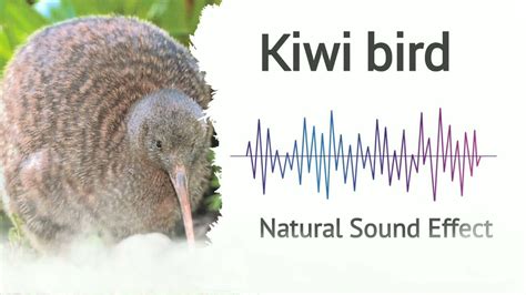 Kiwi bird | Natural Sound Effects - YouTube