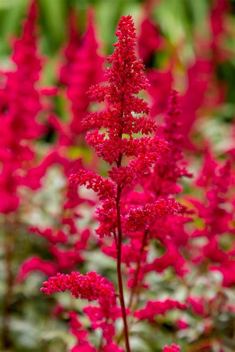 Shade Loving Flowers: A Guide to Brighten Up Your Shaded Garden