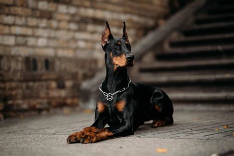 4 Best Doberman Breeders In New Jersey