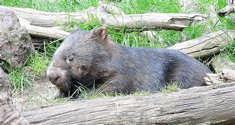 Common Wombat | The Animal Facts | Diet, Habitat, Appearance, Breeding