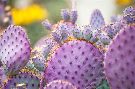 10 Prettiest Purple Succulents & Cactus from all over the World in 2021 ...