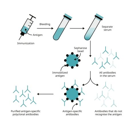 Polyclonal Vs Monoclonal Antibody