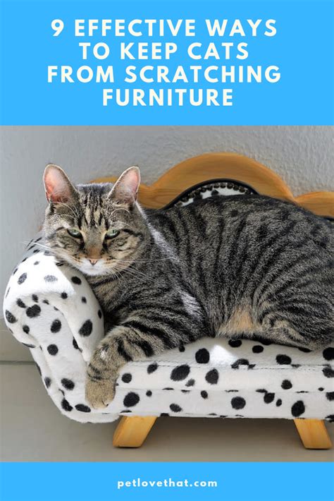 9 Effective Ways to Prevent Cats from Scratching Furniture