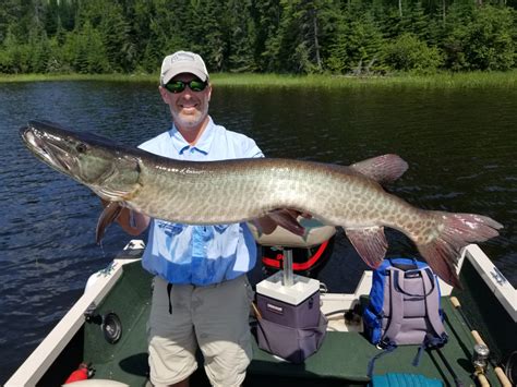 How to Catch Muskellunge (Muskies)