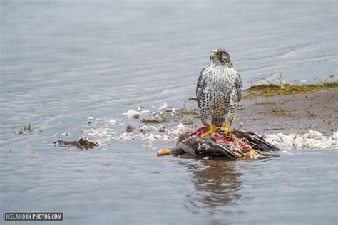 Gyrfalcon hunting a greylag goose - Photographing Iceland