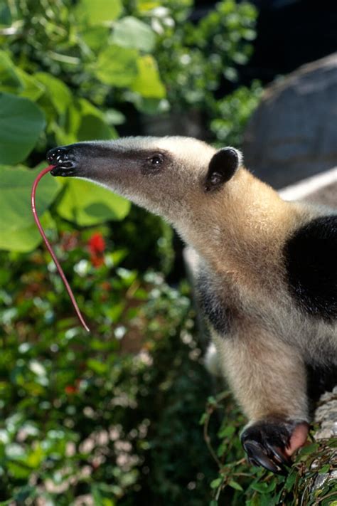 Tamandua or Lesser Anteater | San Diego Zoo Animals & Plants