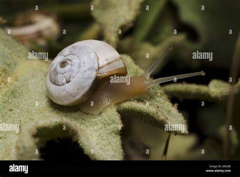 land snails (Stylommatophora (Pulmonata)), snail, Greece, Peloponnes ...