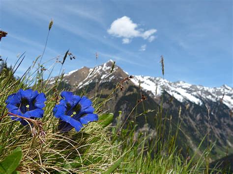 Enzian Flower Stock Photos, Pictures & Royalty-Free Images - iStock