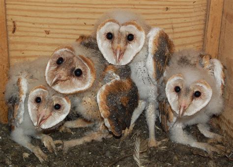 2014 Barn Owl Nesting