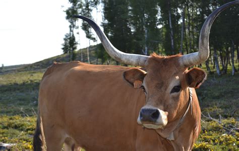 Free Images : wildlife, horn, pasture, grazing, fauna, bull, vertebrate ...