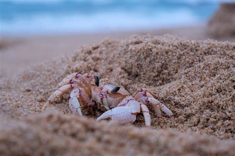 Red Crab · Free Stock Photo