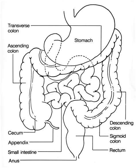 Anatomy and physiology of the colon | General center | SteadyHealth.com