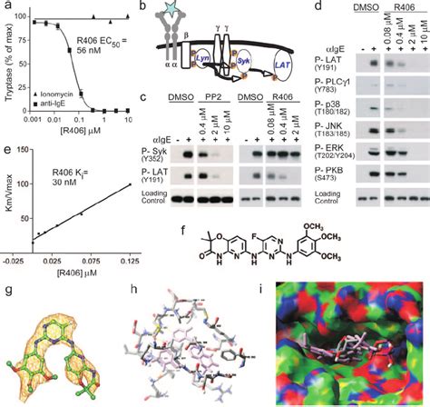 Mechanism of action: R406 is a Syk kinase inhibitor. a, inhibition of ...