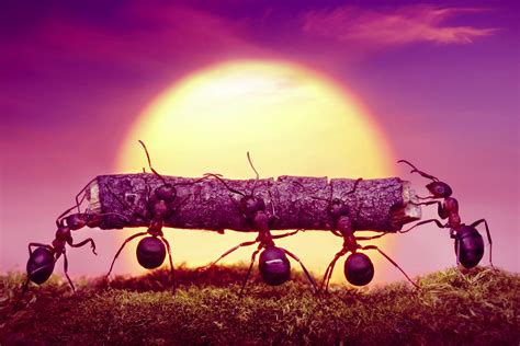 Army Ants Teach Scientists How to Make Moving Bridges